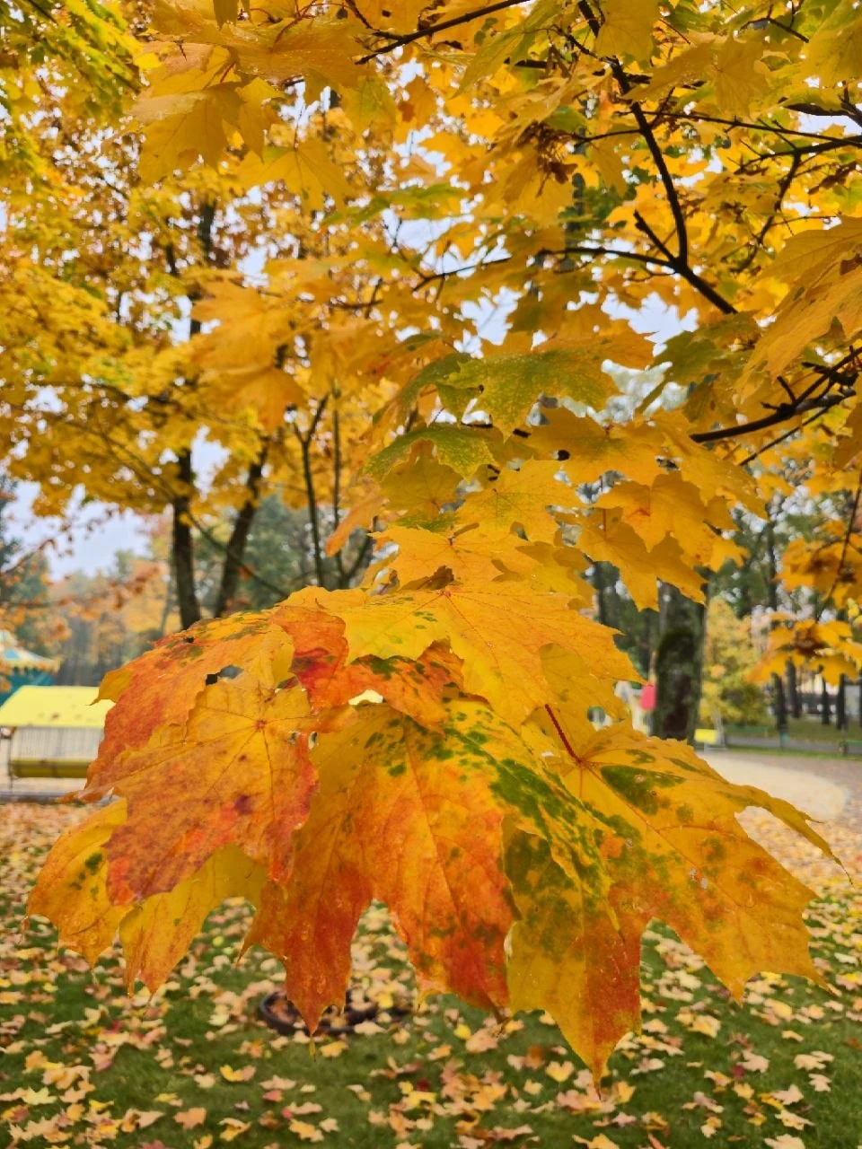Центральний парк Харкова восени: краєвиди під дощем (фото)